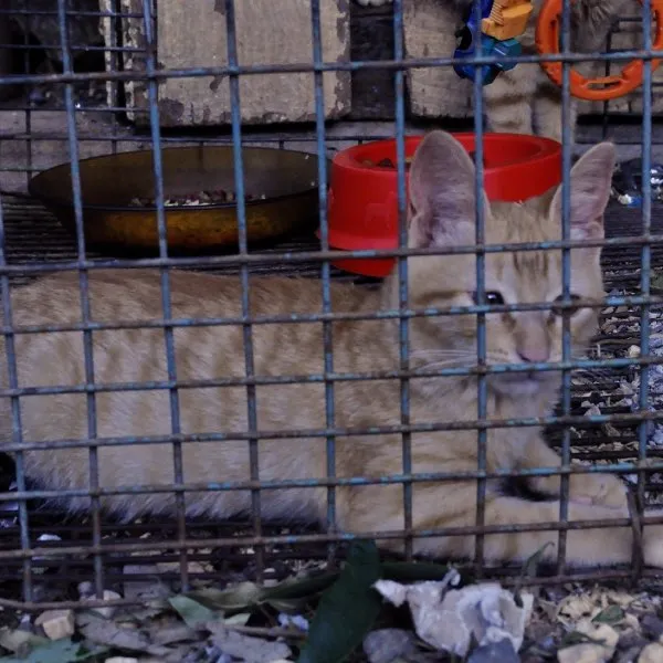 Gato ra a srd idade 2 a 6 meses nome Fuleiro estopinha