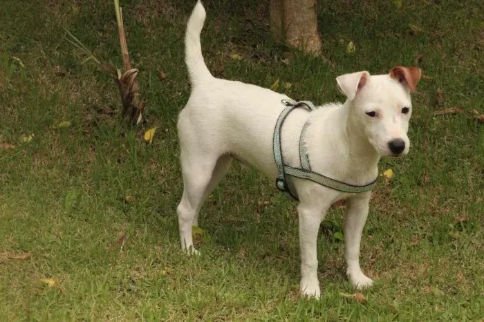 Cachorro ra a Jackie Russel Terrier idade 2 anos nome Ringo