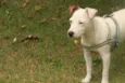 Ringo