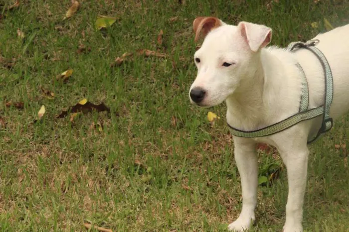 Cachorro ra a Jackie Russel Terrier idade 2 anos nome Ringo
