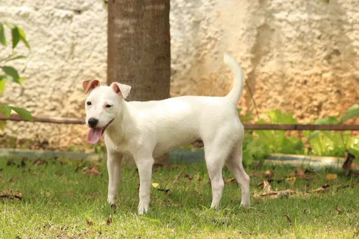 Cachorro ra a Jackie Russel Terrier idade 2 anos nome Ringo