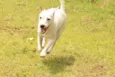 Ringo