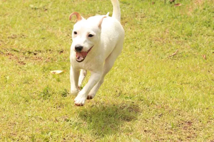 Cachorro ra a Jackie Russel Terrier idade 2 anos nome Ringo