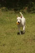 Ringo