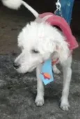Elvis