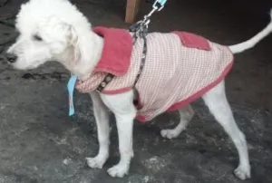 Cachorro raça poodle idade 7 a 11 meses nome Elvis