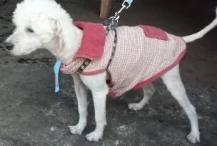 Cachorro ra a poodle idade 7 a 11 meses nome Elvis