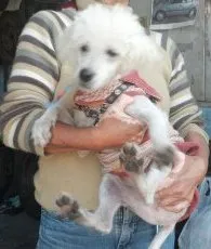 Cachorro ra a poodle idade 7 a 11 meses nome Elvis