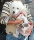 Elvis