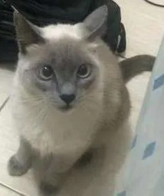 Gato ra a - idade 2 anos nome Lua