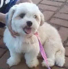Cachorro raça lhasa apso idade 2 a 6 meses nome Pit GRATIFICA
