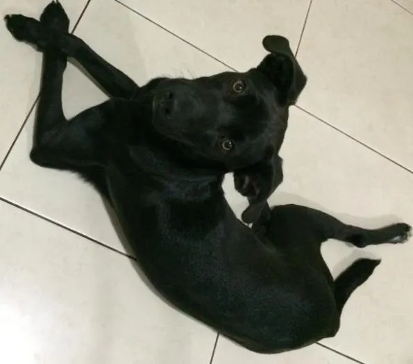 Cachorro ra a SRD idade 7 a 11 meses nome Negão 