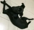 Negão