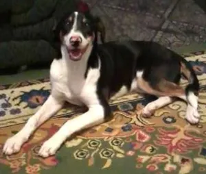 Cachorro raça vira lata com beagler idade 1 ano nome Doug