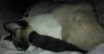 Não Tem 