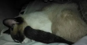 Gato raça  idade 2 a 6 meses nome Não Tem 