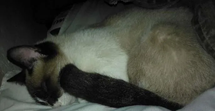 Gato ra a  idade 2 a 6 meses nome Não Tem 