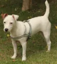 Ringo