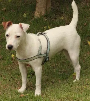 Cachorro raça Jackie Russel Terrier idade 2 anos nome Ringo