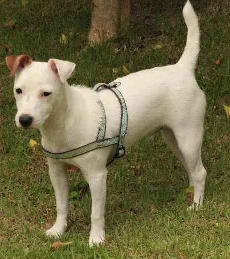 Cachorro ra a Jackie Russel Terrier idade 2 anos nome Ringo