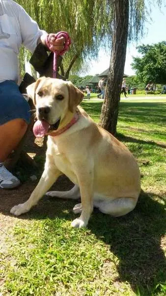 Cachorro ra a Labrador idade 2 a 6 meses nome Minnie