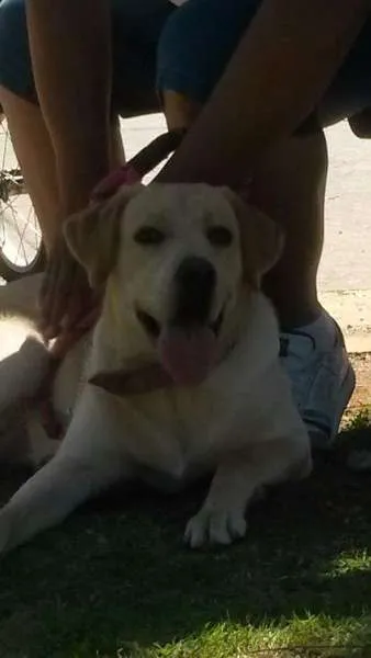 Cachorro ra a Labrador idade 2 a 6 meses nome Minnie