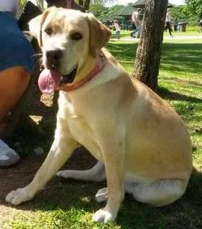 Cachorro raça Labrador idade 2 a 6 meses nome Minnie