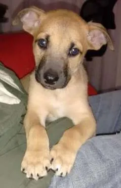 Cachorro ra a sem raça idade Abaixo de 2 meses nome sem nome