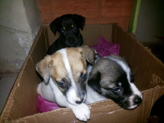 Cachorro ra a vira lata idade Abaixo de 2 meses nome as três maria