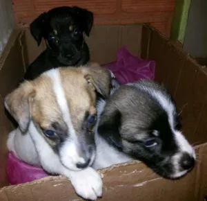 Cachorro raça vira lata idade Abaixo de 2 meses nome as três maria