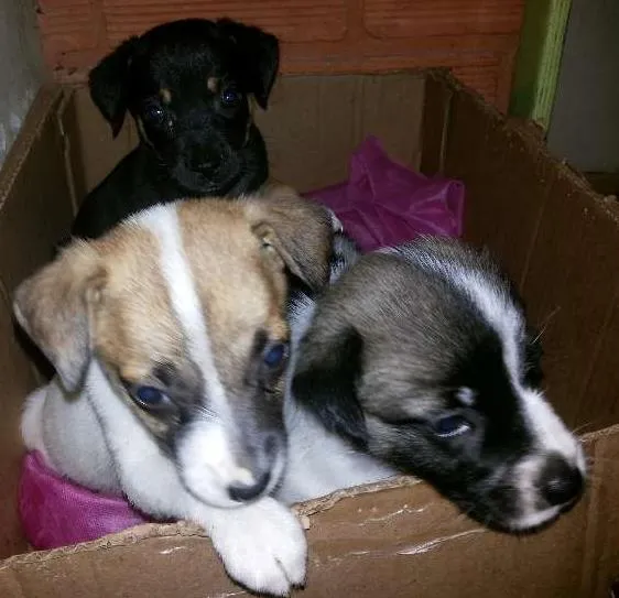 Cachorro ra a vira lata idade Abaixo de 2 meses nome as três maria