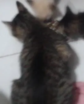 Gato raça VIRALATA idade 2 anos nome CREUSA