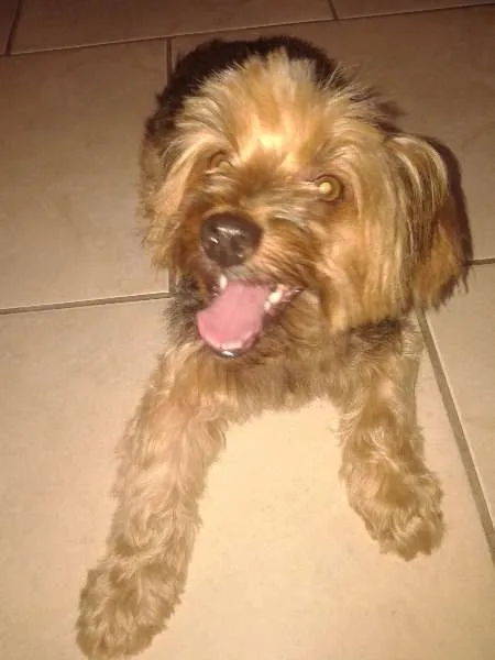Cachorro raça Yorkshire idade 2 anos nome ....