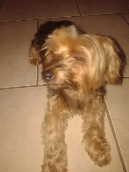 Cachorro raça Yorkshire idade 2 anos nome ....