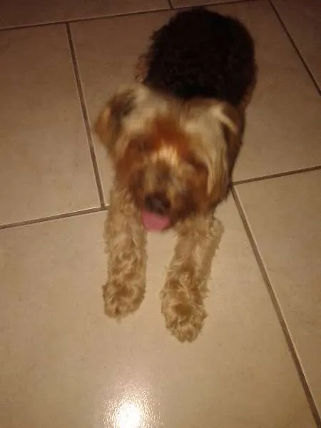 Cachorro raça Yorkshire idade 2 anos nome ....