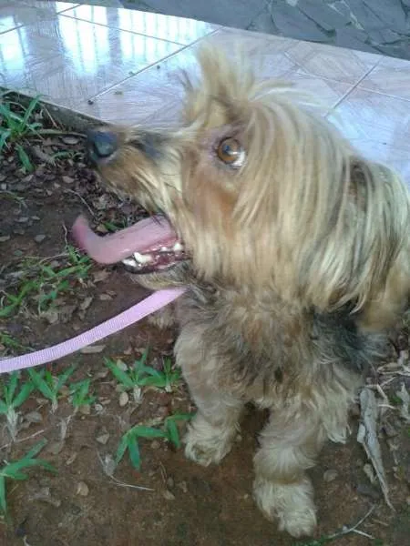 Cachorro raça Yorkshire idade 2 anos nome ....