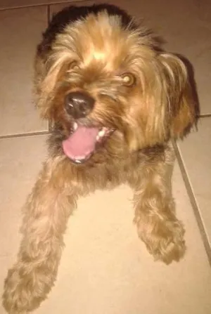 Cachorro raça Yorkshire idade 2 anos nome ....
