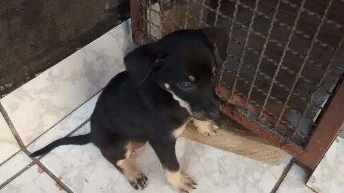 Cachorro raça Não sei idade 2 a 6 meses nome Cao