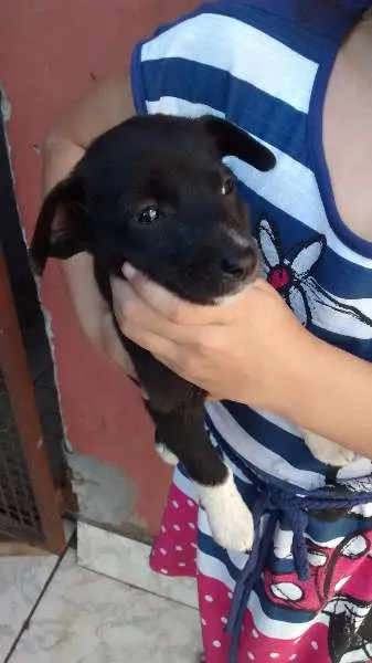 Cachorro raça Não sei idade 2 a 6 meses nome Cao