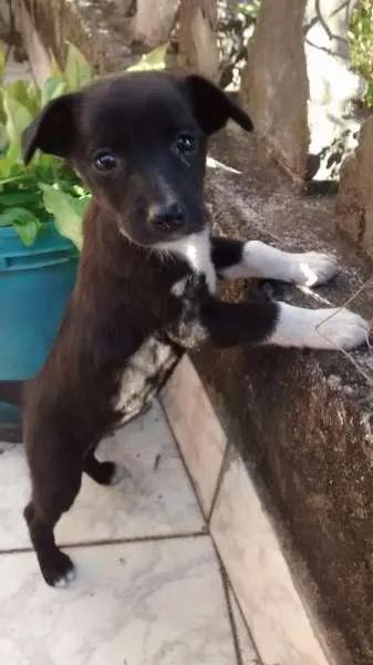 Cachorro raça Não sei idade 2 a 6 meses nome Cao