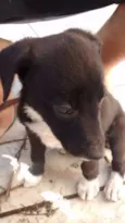 Cachorro raça Não sei idade 2 a 6 meses nome Cao
