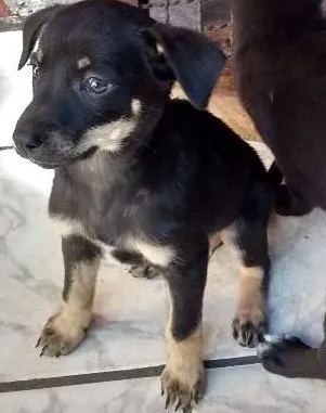 Cachorro raça Não sei idade 2 a 6 meses nome Cao