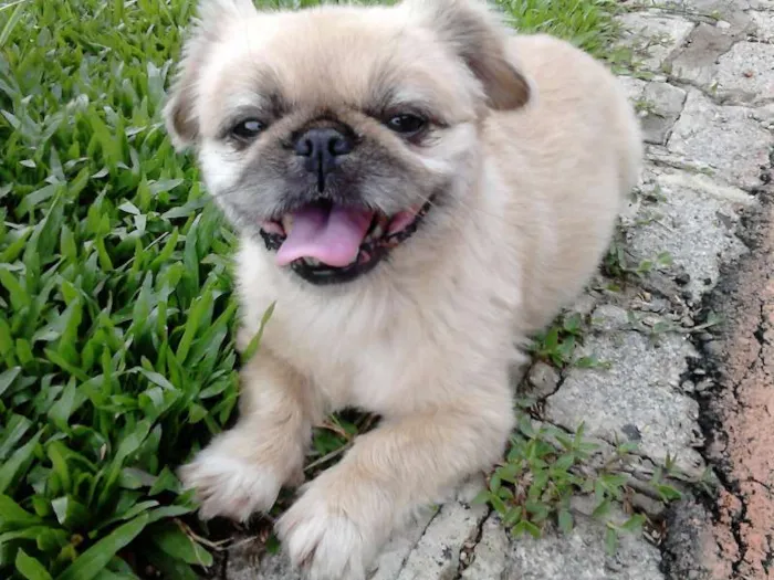 Cachorro ra a piquines idade 4 anos nome Pitucha GRATIFICA