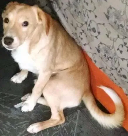 Cachorro raça Vira lata idade 7 a 11 meses nome Coração