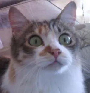 Gato raça mestiça idade 1 ano nome Luna e Cristal