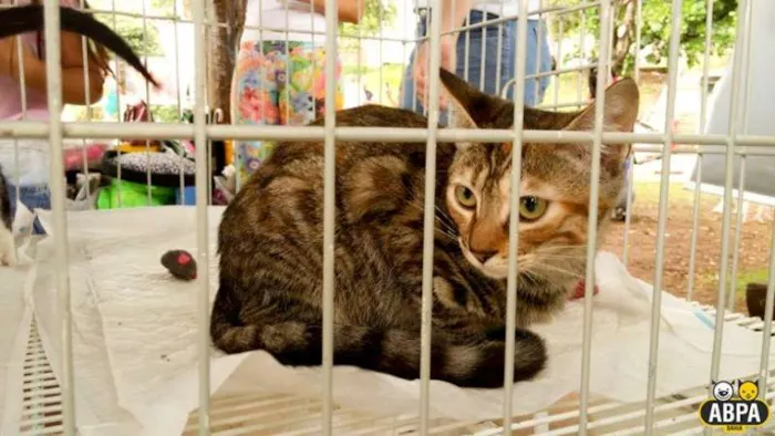 Gato raça SRD idade 2 a 6 meses nome Nina