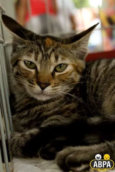 Gato raça SRD idade 2 a 6 meses nome Nina