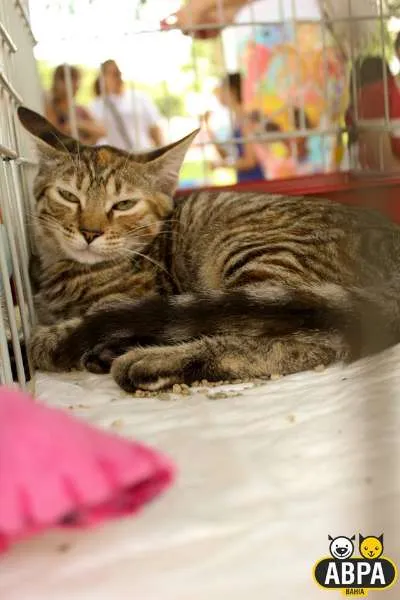 Gato raça SRD idade 2 a 6 meses nome Nina