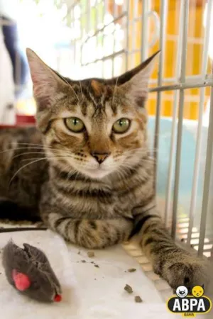 Gato raça SRD idade 2 a 6 meses nome Nina