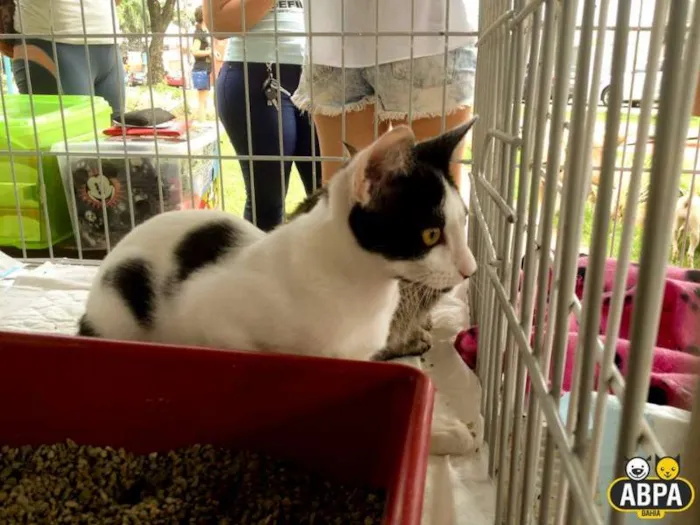 Gato raça SRD idade 2 a 6 meses nome Flor